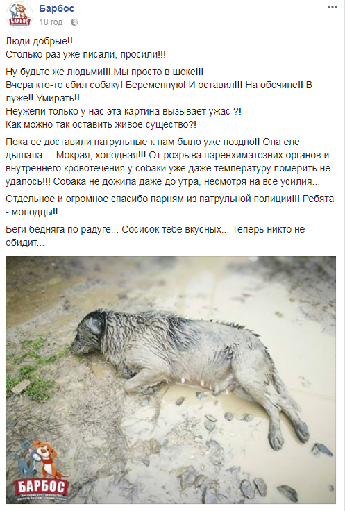 "Респект вам величезний": в Ужгороді "копи" відчайдушно боролися за життя збитої вагітної собаки