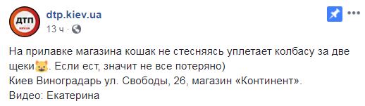 "Я коту доверяю": на витрине киевского магазина заметили пушистого дегустатора (видео)