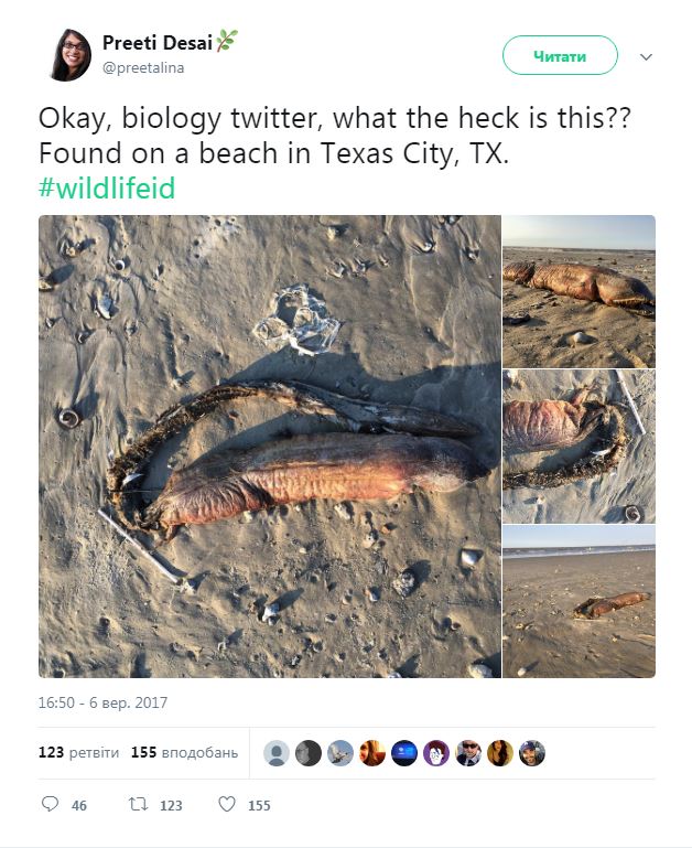 Ураган "Харві" виніс на берег Техасу незвичайну істоту з гострими зубами