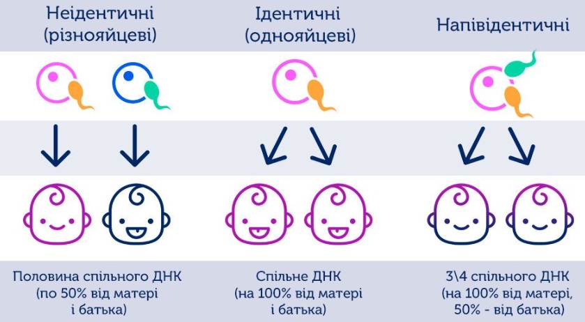 Другий випадок в історії: в Австралії народилися унікальні близнюки