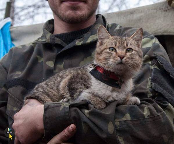 Пушистики в АТО: усатые побратимы украинских воинов (фото)