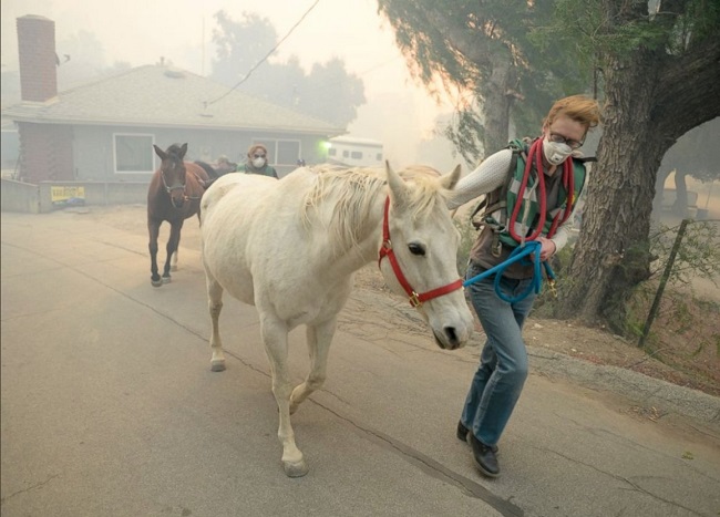 Лос-Анджелес горит: пожар пожирает леса, дома и животных