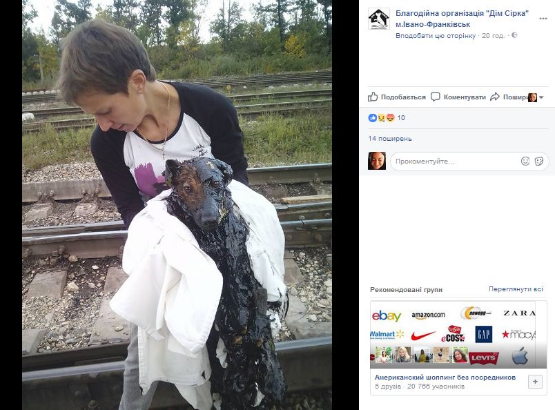 В Івано-Франківську рятують собаку після жахливого падіння у смолу
