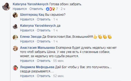 Сеть поразила история привязанной собаки и ее маленького хозяина