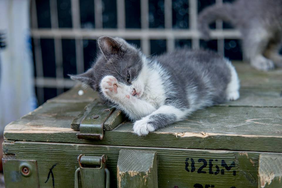 Пушистики в АТО: усатые побратимы украинских воинов (фото)