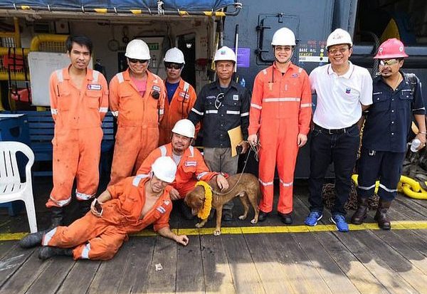 217 километров от берега: в открытом море спасли необычного пса