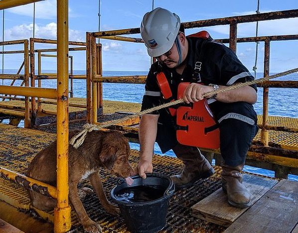 217 километров от берега: в открытом море спасли необычного пса