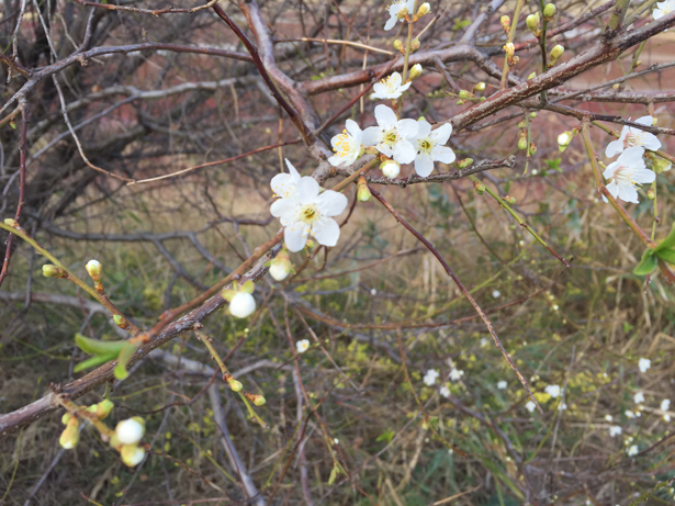 &quot;Осень ярче&quot;: в курортном Бердянске яблони и сливы вновь зацвели