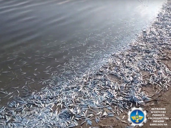 Берег завалило хамсою: в лимані Азовського моря масово загинула риба