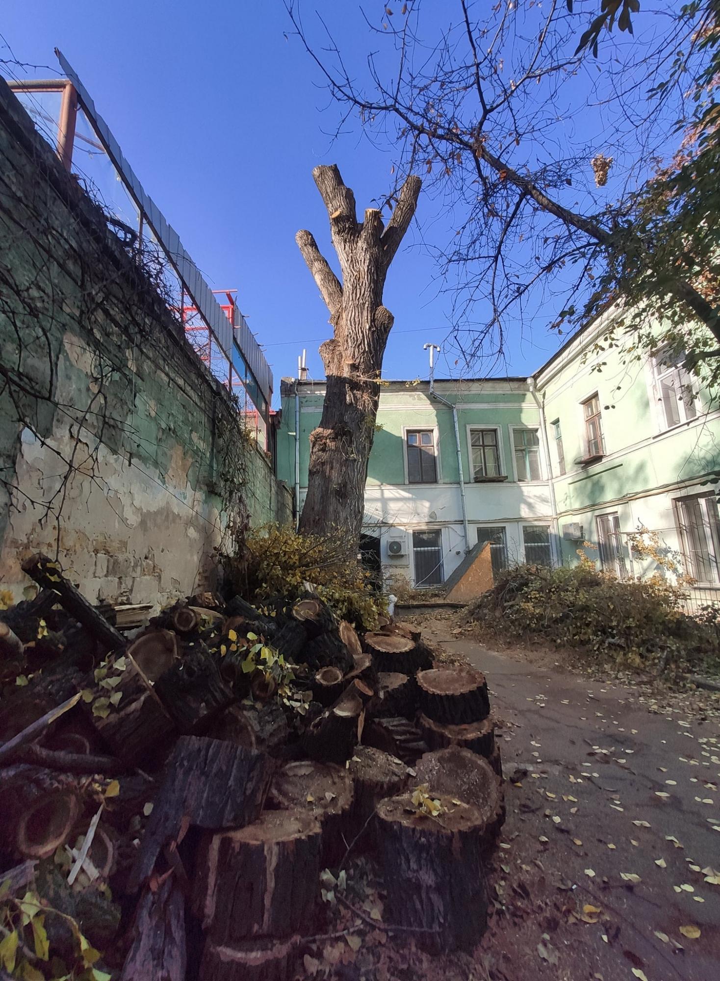 В Одессе спилили самый большой тополь в Украине: фото знаменитого дерева