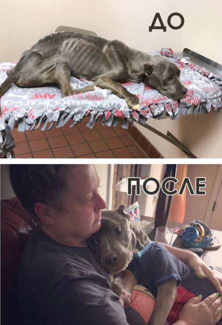 Он увидел изможденного питбуля, умирающего в клетке, и нарушил закон, чтобы спасти животное от смерти