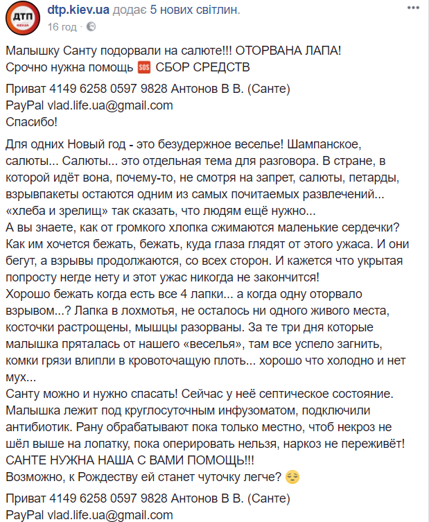 "Не осталось ни одного живого места": волонтеры просят помочь спасти собаку, пострадавшую от новогодних салютов