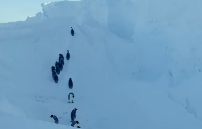 Журналисты нарушили главное правило, но спасли пингвинов (видео)