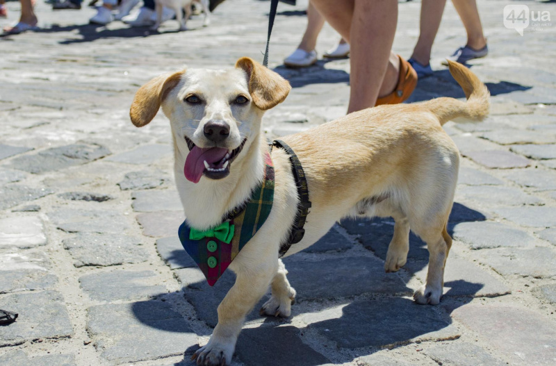 У Києві пройшов парад собак породи джек-рассел-тер'єр (фото)