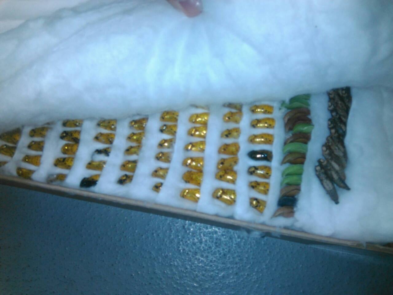 Таможенники изъяли контрабаные личинки бабочек на 500 тысяч гривен