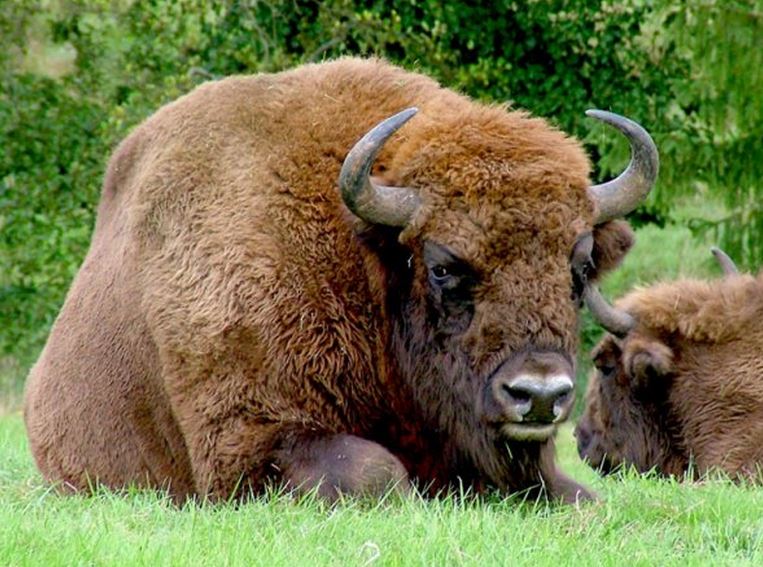 Ученые из Польши смогли вырастить зародыш зубра в пробирке