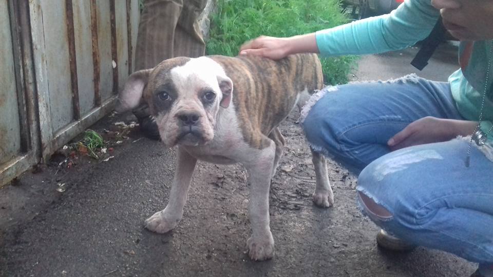 Як &quot;заводчики&quot; з Києва продають &quot;елітних&quot; собак