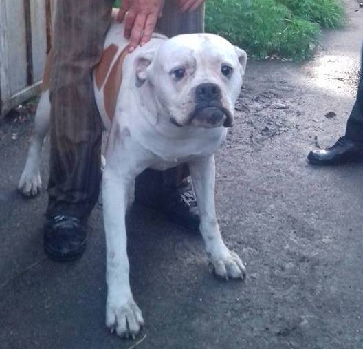 Як &quot;заводчики&quot; з Києва продають &quot;елітних&quot; собак