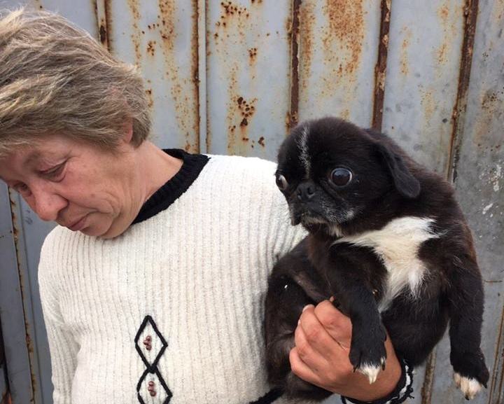 Як &quot;заводчики&quot; з Києва продають &quot;елітних&quot; собак