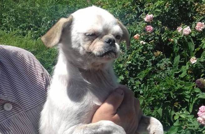 Як &quot;заводчики&quot; з Києва продають &quot;елітних&quot; собак