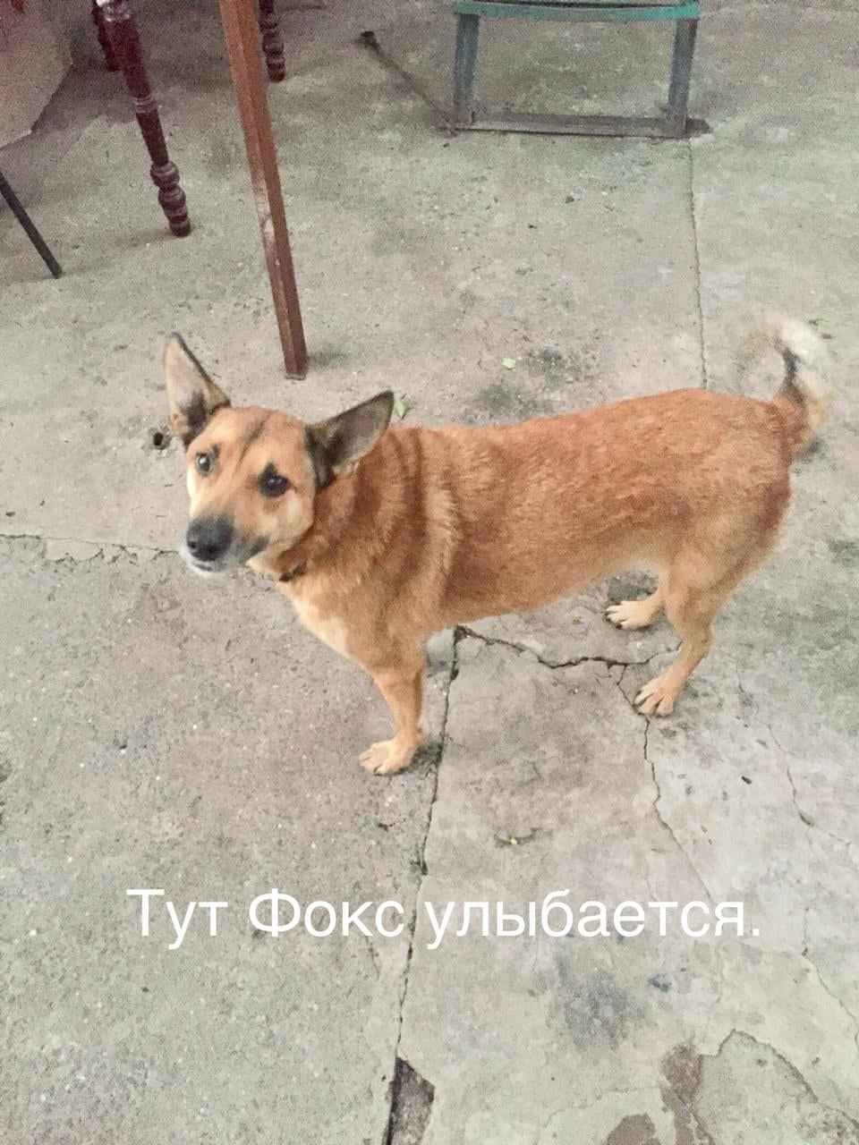 Українців закликають відмовитися від салютів і петард: небезпека не тільки для людей