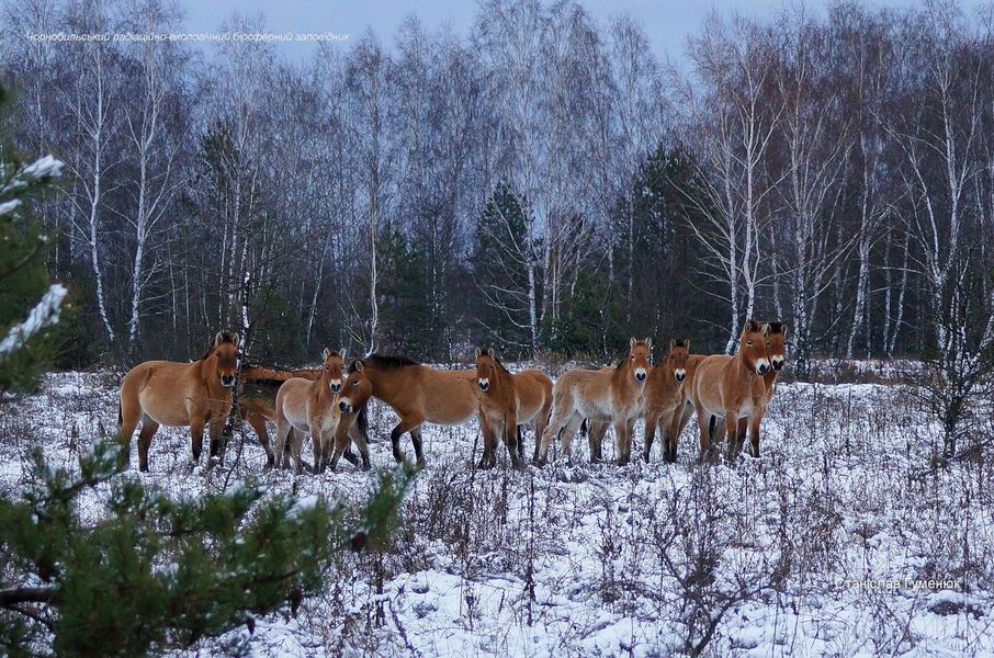 В Чорнобилі виявили тварин, які не бояться морозів: їх краса вражає