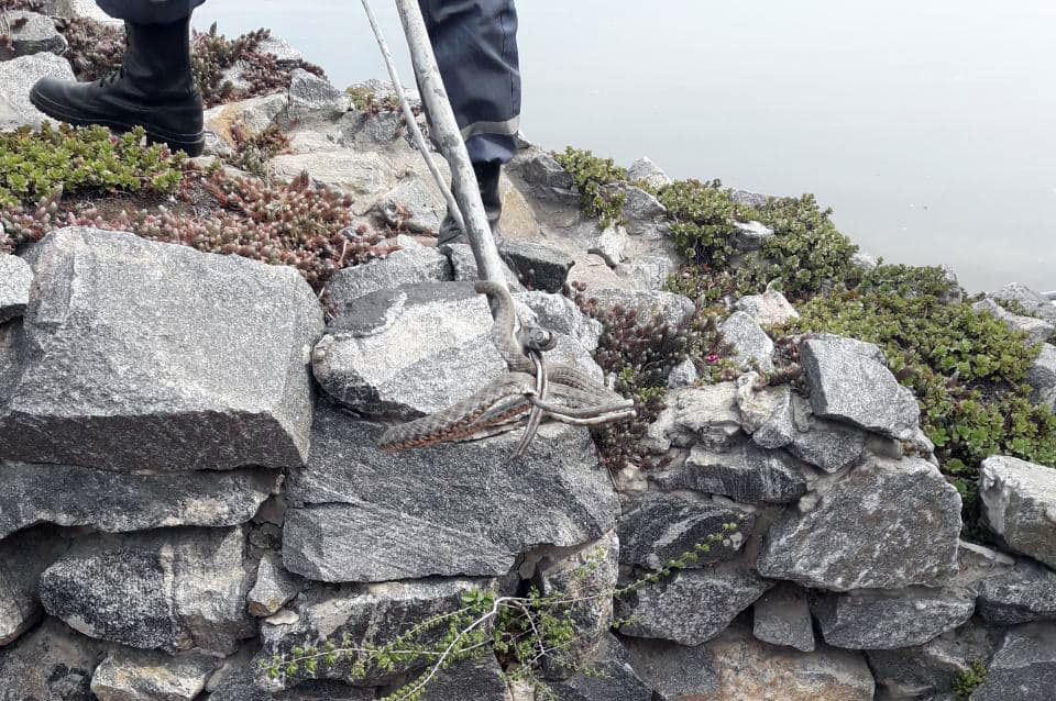 Посетители в шоке: в Днепре дикие змеи оккупировали ресторан (фото)