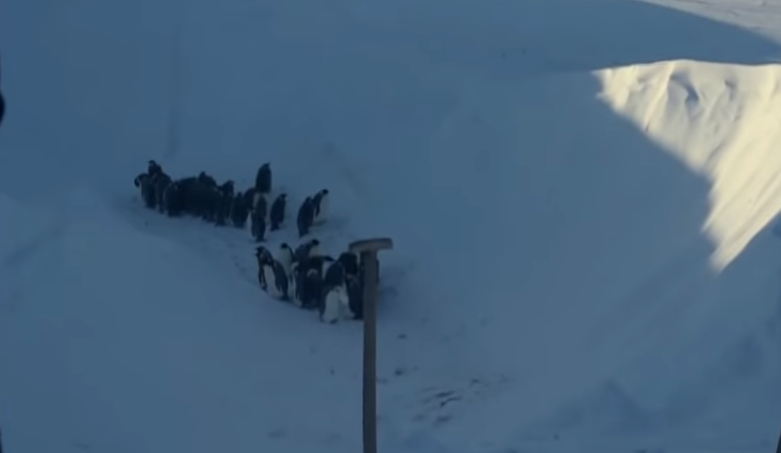 Журналисты нарушили главное правило, но спасли пингвинов (видео)