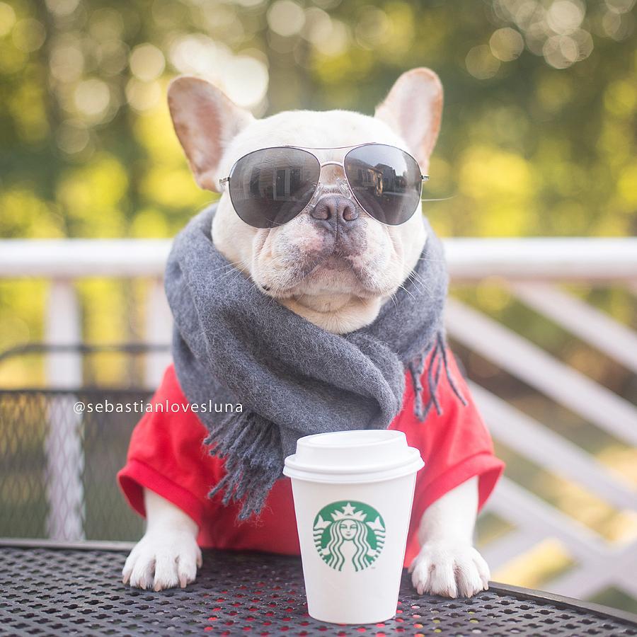 Самая милая собачья пара в мире готовится отгулять настоящую свадьбу