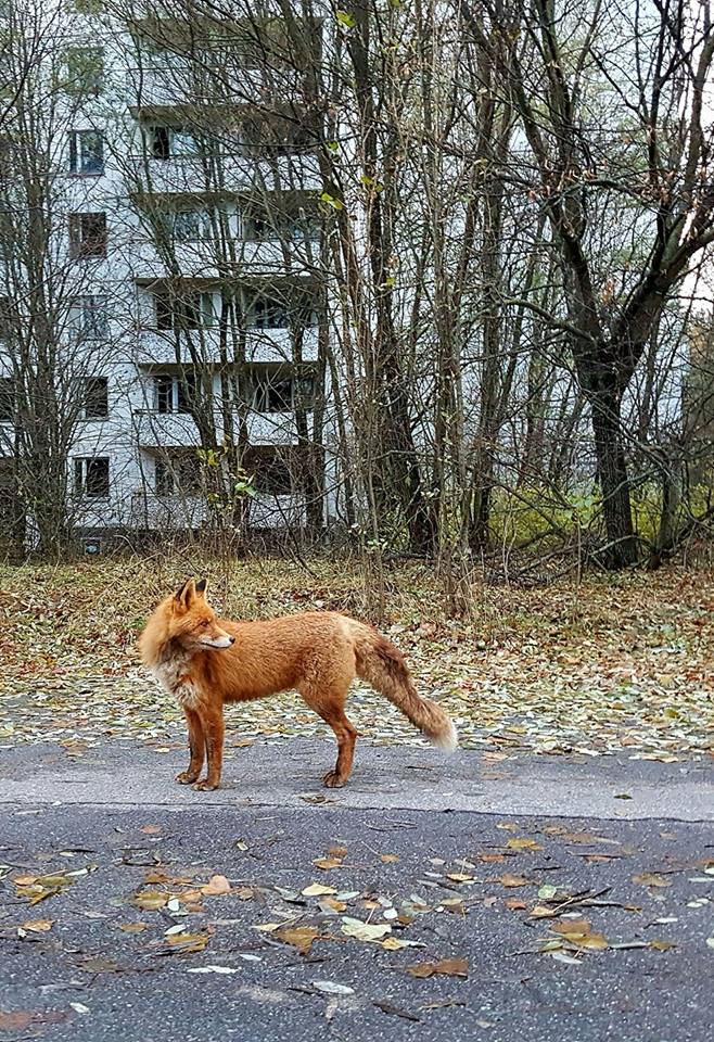 Чернобыльский лис Семен всколыхнул сети своим &quot;обаянием&quot; (видео)