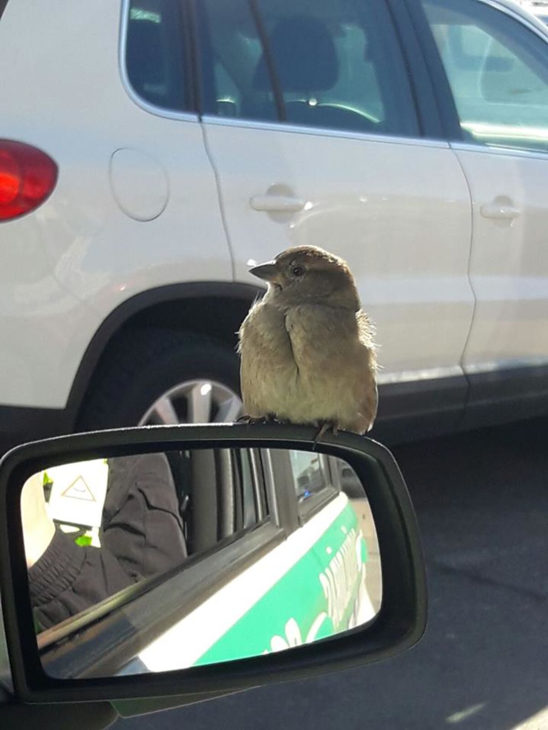 В Латвии воробья сделали младшим инспектором полиции
