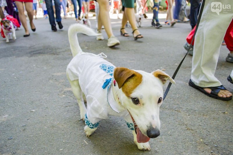 У Києві пройшов парад собак породи джек-рассел-тер'єр (фото)