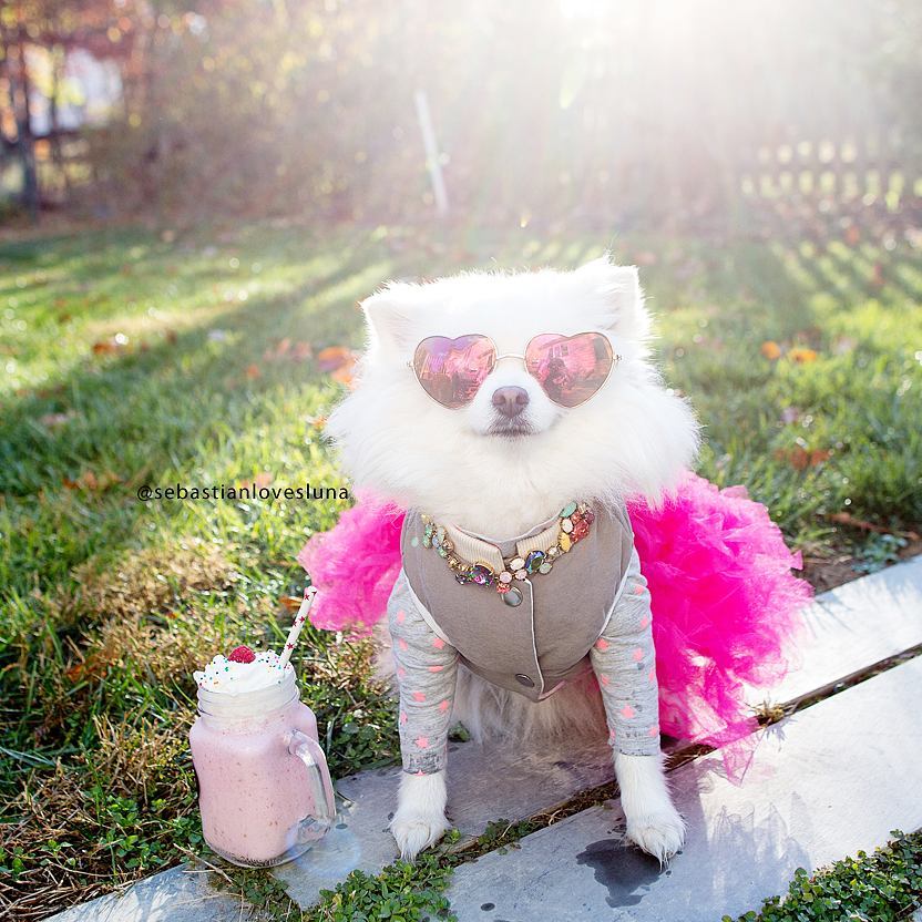 Самая милая собачья пара в мире готовится отгулять настоящую свадьбу