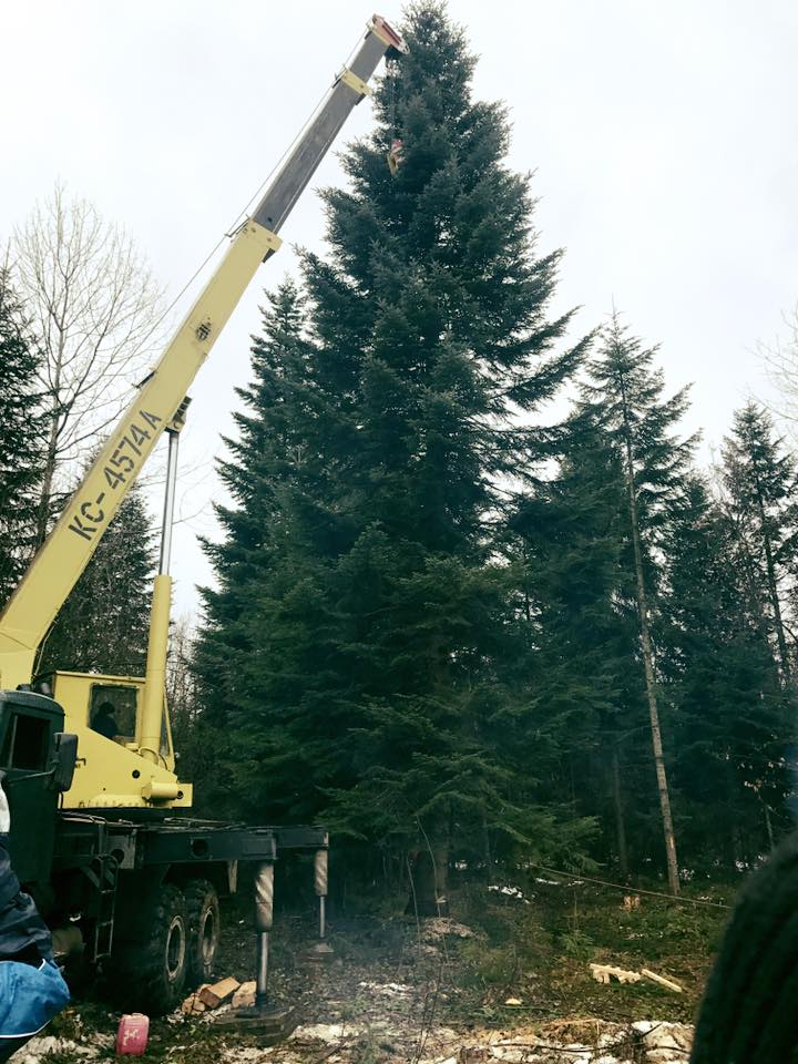 З'явилися фото головної ялинки України