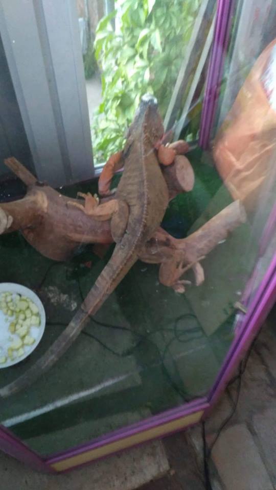 На глазах у изумленных людей: в Харькове словили огромную рептилию