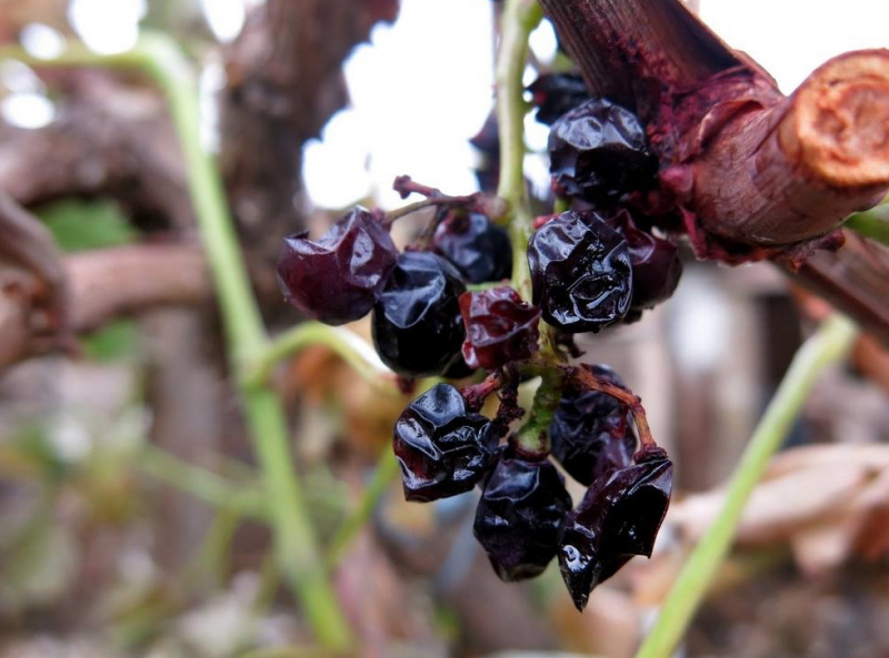 "Цветет и пахнет кислотой": в сети показали, как выглядит оккупированный Крым после химических выбросов