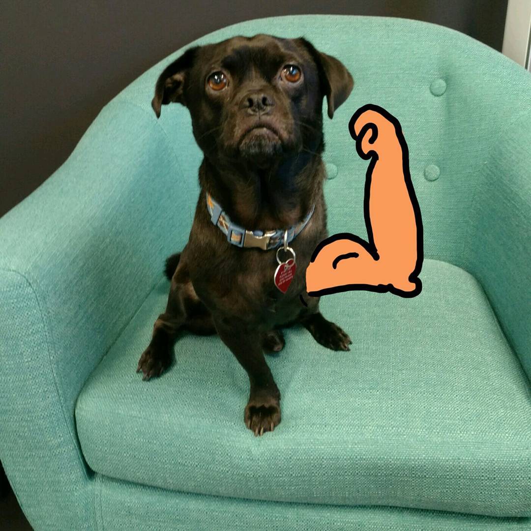 Триногий собака став зіркою соцмереж завдяки мультяшній лапі