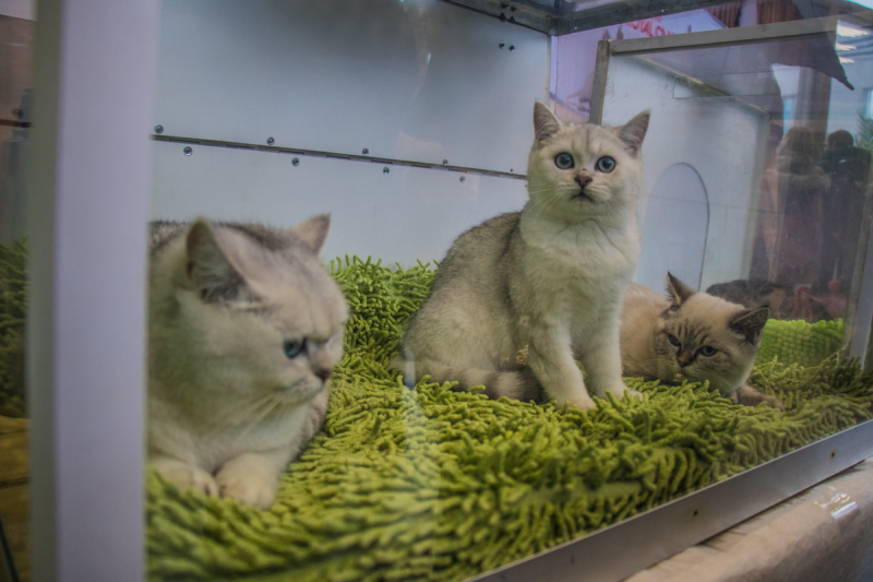 Пухнасті експонати з різних країн: в Києві проходить виставка кішок