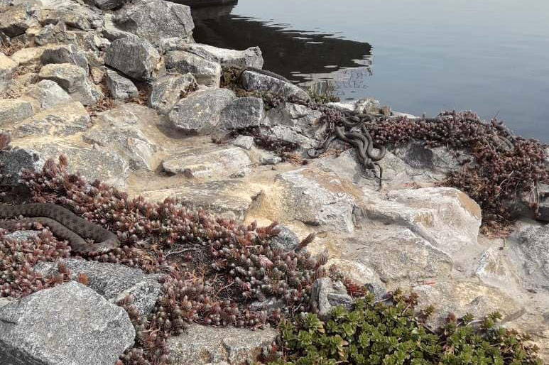 Посетители в шоке: в Днепре дикие змеи оккупировали ресторан (фото)