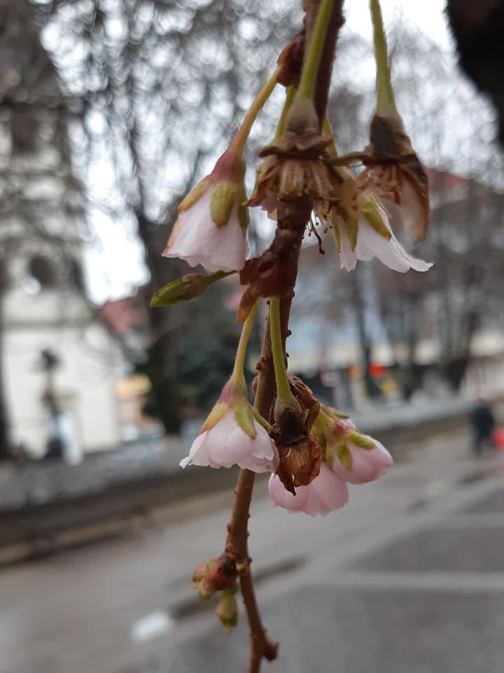 На Закарпатті напередодні Різдва розквітла сакура (фото)