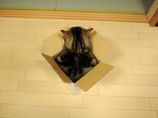 В Книге рекордов Гиннесса выбрали самого популярного в мире кота