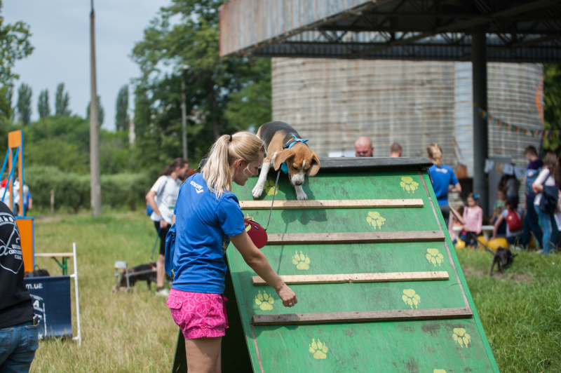 В Киеве установят рекорд самого массового забега с собаками