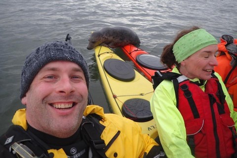 У Шотландії тюлень плавав на байдарці