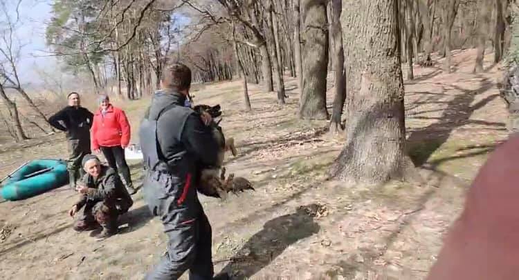 Под Харьковом спасли пса, который неделю плавал на льдине без еды