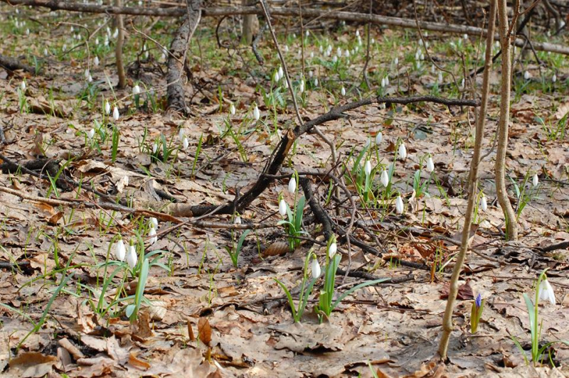 Куди поїхати на вихідні у березні: весняний Кременець, перші проліски і затишний Дрогобич