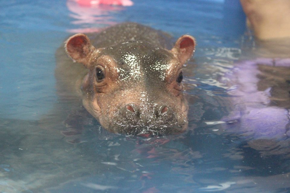 Бегемотик Фіона купається і радує соцмережі