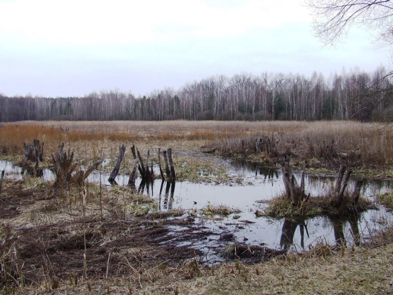 Куди поїхати на вихідні у березні: весняний Кременець, перші проліски і затишний Дрогобич