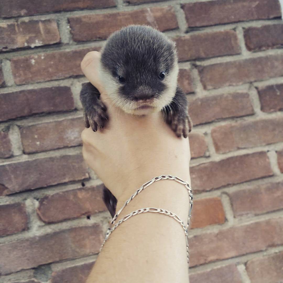 Появилось забавное видео первого купания выдренка