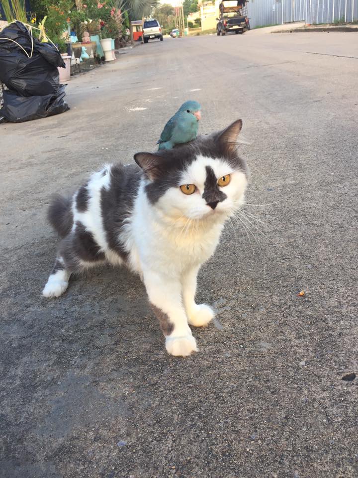 Маленькая, но очень гордая птичка "оседлала" кота