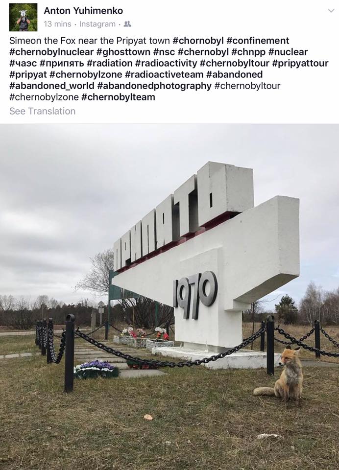 Чернобыльский лис Семен всколыхнул сети своим "обаянием" (видео)